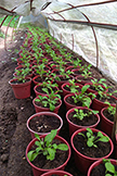 Villa Fuscagna Farms