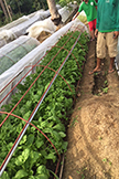 Villa Fuscagna Farms