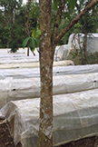 Villa Fuscagna Farms