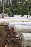 Villa Fuscagna Farms