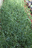 Villa Fuscagna Farms