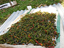 Villa Fuscagna Farms