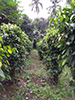 Villa Fuscagna Farms