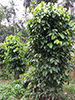 Villa Fuscagna Farms