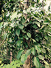 Villa Fuscagna Farms