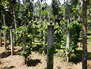 Villa Fuscagna Farms