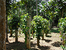 Villa Fuscagna Farms