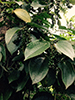 Villa Fuscagna Farms