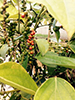 Villa Fuscagna Farms